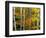 Birch and Maple Trees in Autumn-Darrell Gulin-Framed Photographic Print