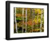 Birch and Maple Trees in Autumn-Darrell Gulin-Framed Photographic Print