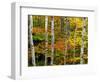 Birch and Maple Trees in Autumn-Darrell Gulin-Framed Photographic Print