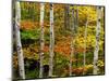 Birch and Maple Trees in Autumn-Darrell Gulin-Mounted Photographic Print