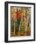 Birch and Maple Trees in Autumn-James Randklev-Framed Photographic Print