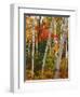 Birch and Maple Trees in Autumn-James Randklev-Framed Photographic Print