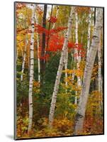 Birch and Maple Trees in Autumn-James Randklev-Mounted Photographic Print