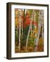 Birch and Maple Trees in Autumn-James Randklev-Framed Photographic Print