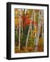 Birch and Maple Trees in Autumn-James Randklev-Framed Photographic Print