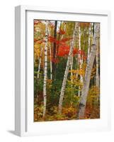 Birch and Maple Trees in Autumn-James Randklev-Framed Photographic Print