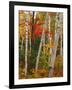 Birch and Maple Trees in Autumn-James Randklev-Framed Photographic Print