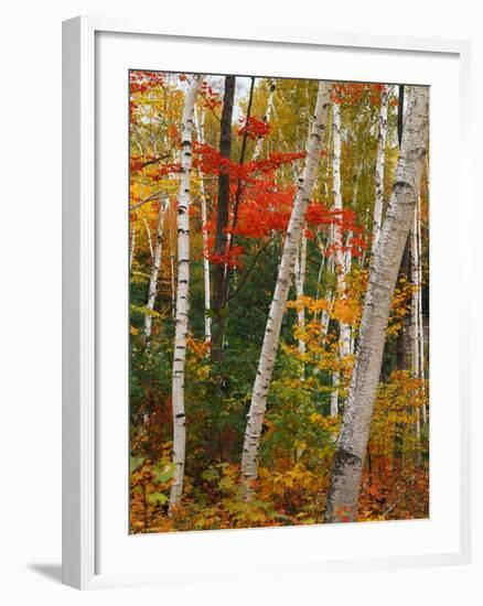 Birch and Maple Trees in Autumn-James Randklev-Framed Photographic Print