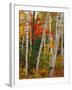 Birch and Maple Trees in Autumn-James Randklev-Framed Photographic Print