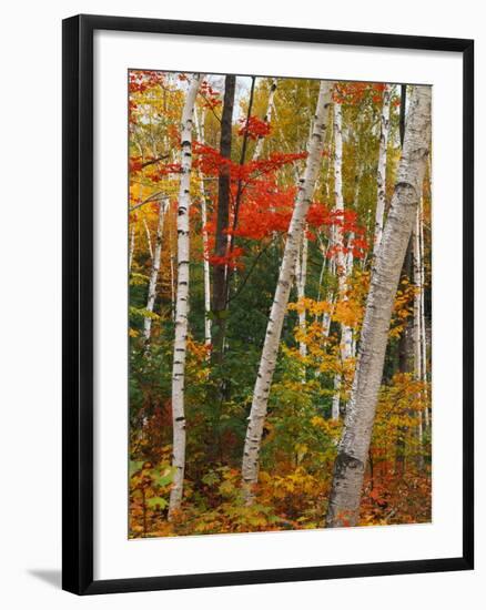 Birch and Maple Trees in Autumn-James Randklev-Framed Photographic Print