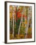 Birch and Maple Trees in Autumn-James Randklev-Framed Photographic Print