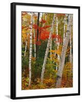 Birch and Maple Trees in Autumn-James Randklev-Framed Photographic Print