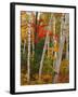 Birch and Maple Trees in Autumn-James Randklev-Framed Photographic Print