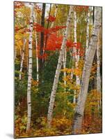 Birch and Maple Trees in Autumn-James Randklev-Mounted Photographic Print