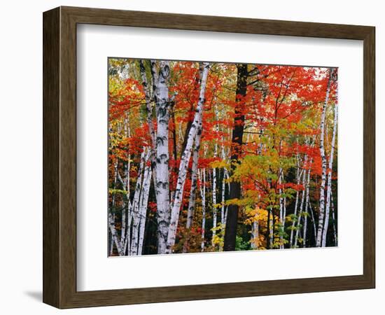 Birch and Maple Trees in Autumn-James Randklev-Framed Photographic Print