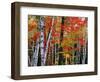 Birch and Maple Trees in Autumn-James Randklev-Framed Photographic Print