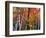 Birch and Maple Trees in Autumn-James Randklev-Framed Photographic Print