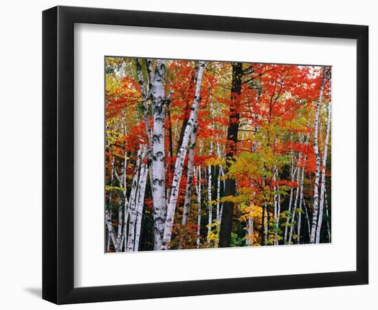 Birch and Maple Trees in Autumn-James Randklev-Framed Photographic Print