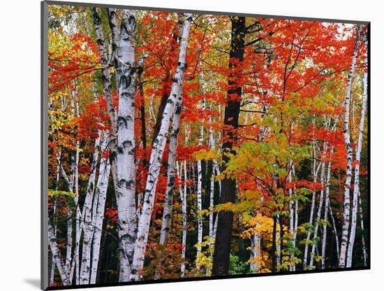 Birch and Maple Trees in Autumn-James Randklev-Mounted Photographic Print
