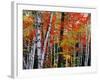 Birch and Maple Trees in Autumn-James Randklev-Framed Photographic Print