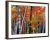 Birch and Maple Trees in Autumn-James Randklev-Framed Photographic Print