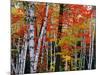 Birch and Maple Trees in Autumn-James Randklev-Mounted Photographic Print