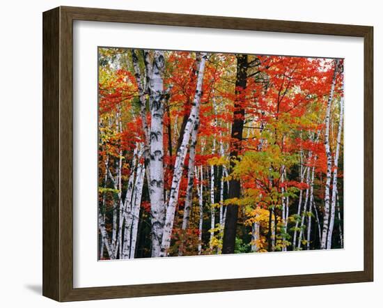 Birch and Maple Trees in Autumn-James Randklev-Framed Photographic Print