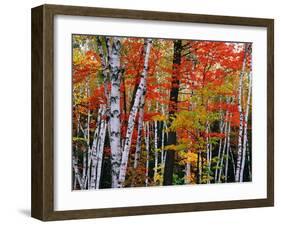 Birch and Maple Trees in Autumn-James Randklev-Framed Photographic Print