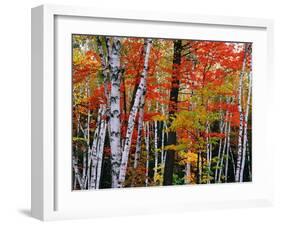 Birch and Maple Trees in Autumn-James Randklev-Framed Photographic Print