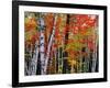 Birch and Maple Trees in Autumn-James Randklev-Framed Photographic Print