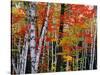 Birch and Maple Trees in Autumn-James Randklev-Stretched Canvas