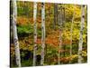 Birch and Maple Trees in Autumn-Darrell Gulin-Stretched Canvas