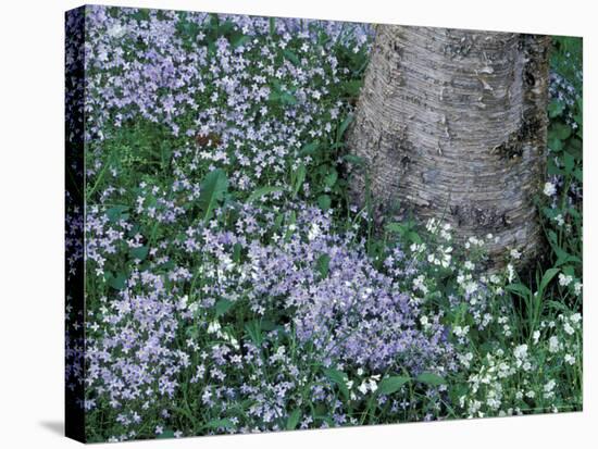 Birch and Wildflowers, Great Smoky Mountains National Park, Tennessee, USA-Darrell Gulin-Stretched Canvas