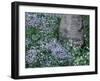 Birch and Wildflowers, Great Smoky Mountains National Park, Tennessee, USA-Darrell Gulin-Framed Photographic Print