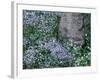 Birch and Wildflowers, Great Smoky Mountains National Park, Tennessee, USA-Darrell Gulin-Framed Photographic Print