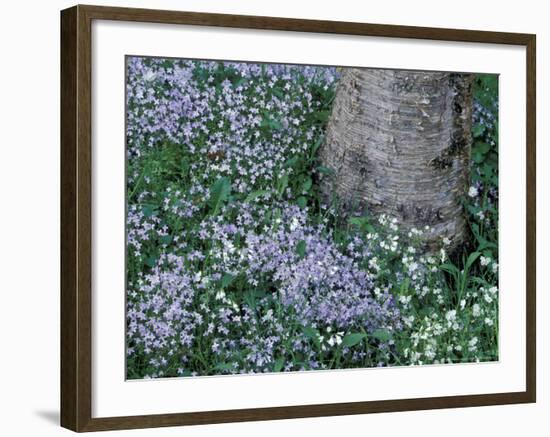 Birch and Wildflowers, Great Smoky Mountains National Park, Tennessee, USA-Darrell Gulin-Framed Photographic Print