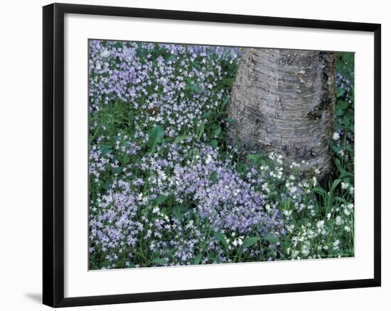 Birch and Wildflowers, Great Smoky Mountains National Park, Tennessee, USA-Darrell Gulin-Framed Photographic Print