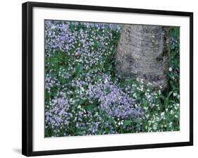 Birch and Wildflowers, Great Smoky Mountains National Park, Tennessee, USA-Darrell Gulin-Framed Photographic Print