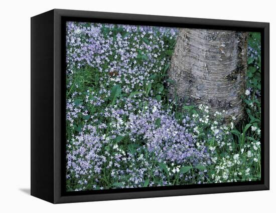Birch and Wildflowers, Great Smoky Mountains National Park, Tennessee, USA-Darrell Gulin-Framed Stretched Canvas