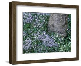 Birch and Wildflowers, Great Smoky Mountains National Park, Tennessee, USA-Darrell Gulin-Framed Photographic Print