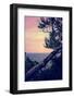 Birch At The Overlook-Michelle Calkins-Framed Photo