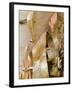 Birch bark curls as it peels from trunk-Chuck Haney-Framed Photographic Print