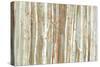 Birch Bark-Allison Pearce-Stretched Canvas