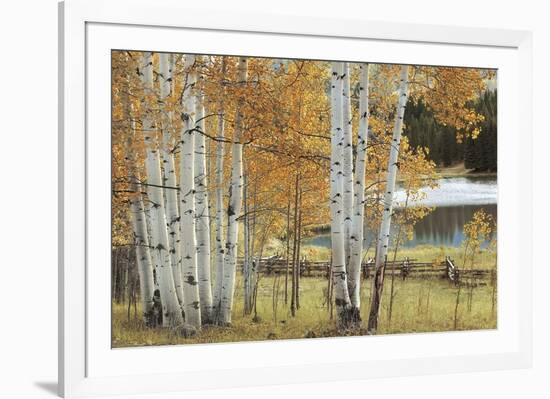 Birch Beauty-Mike Jones-Framed Giclee Print