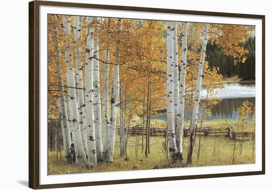 Birch Beauty-Mike Jones-Framed Giclee Print