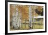 Birch Beauty-Mike Jones-Framed Giclee Print