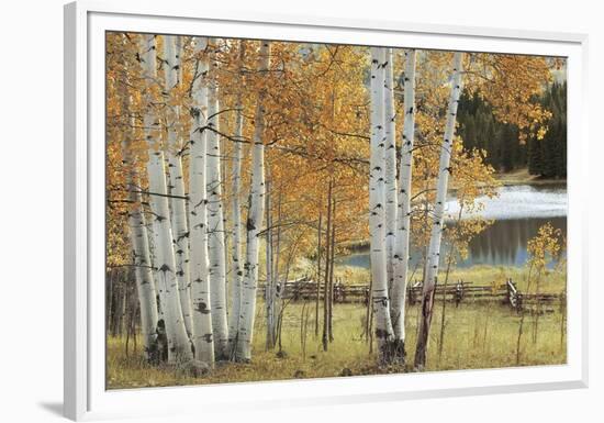 Birch Beauty-Mike Jones-Framed Giclee Print