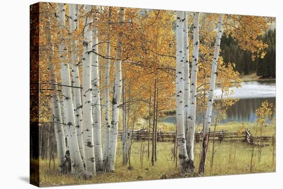 Birch Beauty-Mike Jones-Stretched Canvas