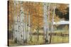 Birch Beauty-Mike Jones-Stretched Canvas