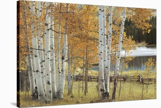 Birch Beauty-Mike Jones-Stretched Canvas